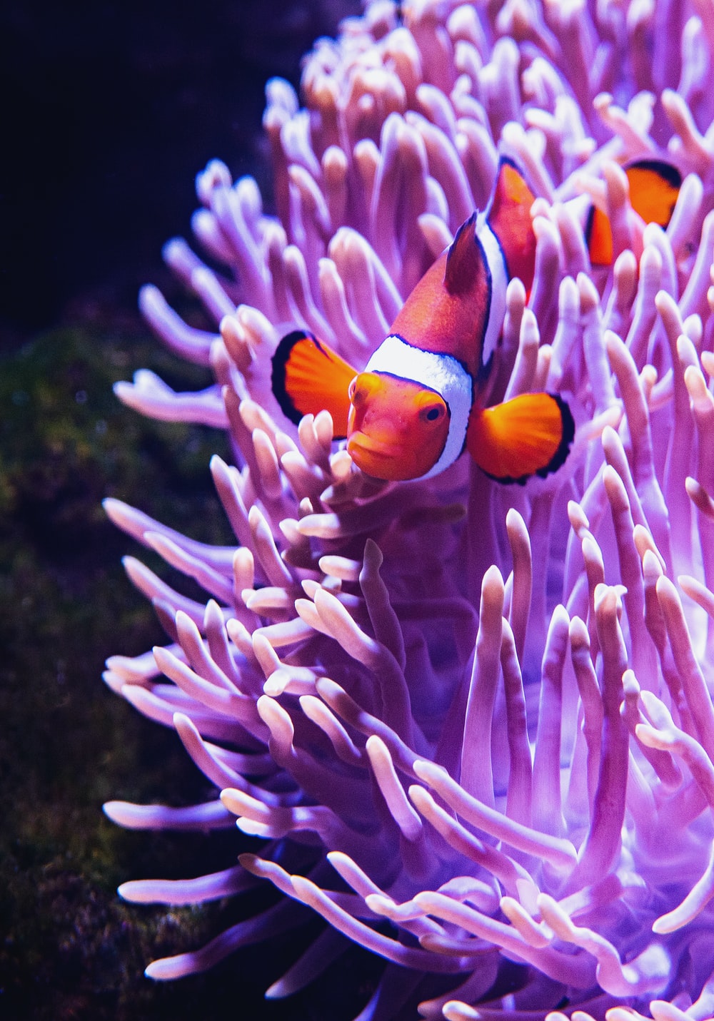 Cá cảnh biển OD-Aqua 14 Clownfish anemone ca canh nuoc man od aquamarine