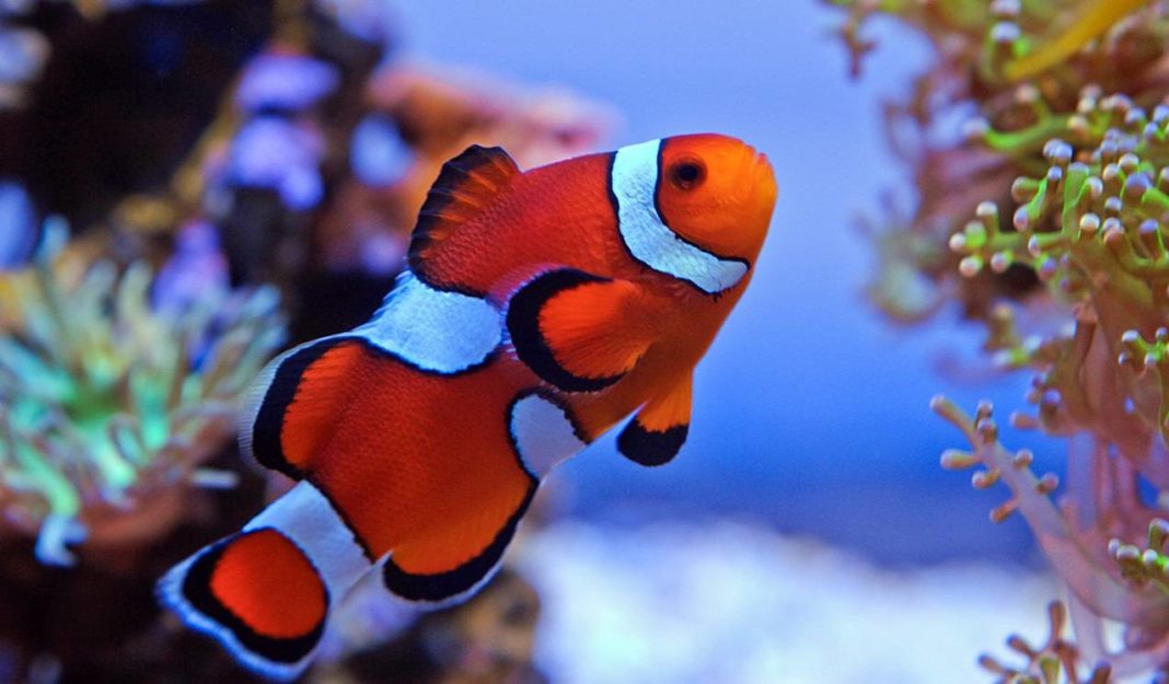 Cá cảnh biển OD-Aqua 18 ca-he-clownfish-ca-canh-bien-od-aqua-banner-chia-se-kien-thuc-1