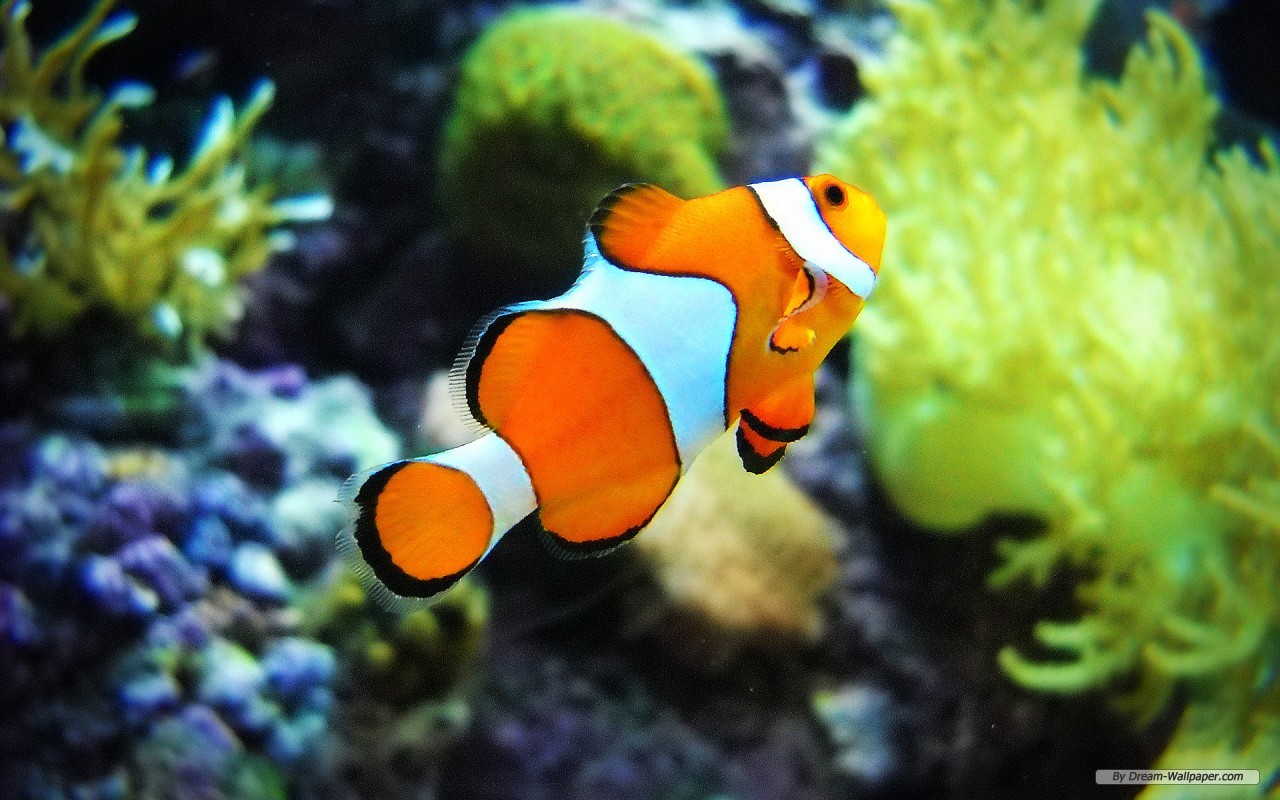 Cá cảnh biển OD-Aqua 11 ca he clownfish ca canh bien od aqua
