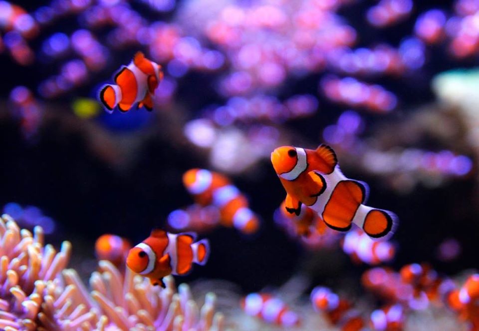 ca-he-clownfish-ca-canh-bien-od-aquarium