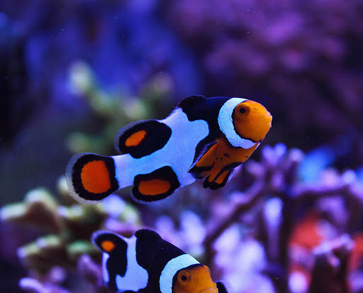 picasso-clownfish-pair-ca-he-picasso-odaqua-ca-canh-bien-2