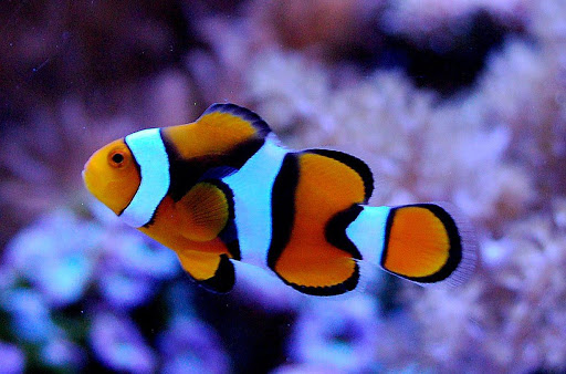 Cá cảnh biển OD-Aqua 12 picasso clownfish pair ca he picasso odaqua ca canh bien