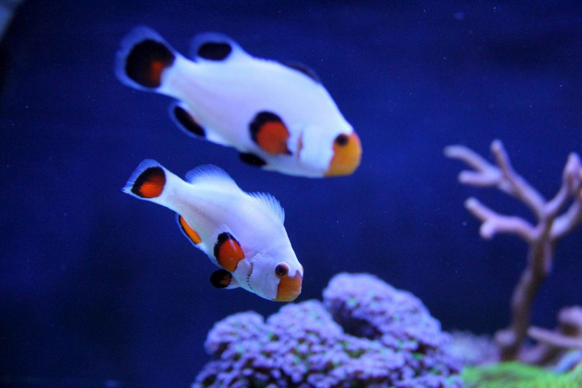 Cá cảnh biển OD-Aqua 21 platinum-clownfish-pair-ca-he-platinum-odaqua-min
