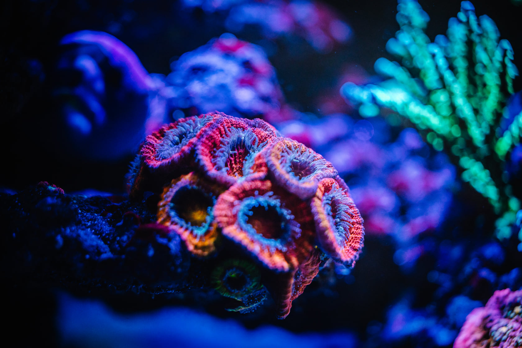 nav-zoanthids-san-ho-cuc-ao-od-aqua