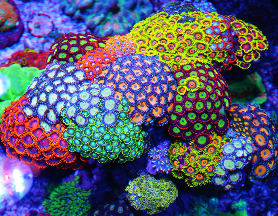 nav-zoanthids-san-ho-cuc-ao-od-aqua