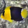 Thiên thần Hà Mỹ Nhân - Bicolor Angelfish