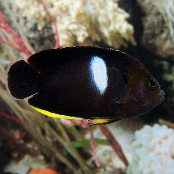 Tibicen Angelfish