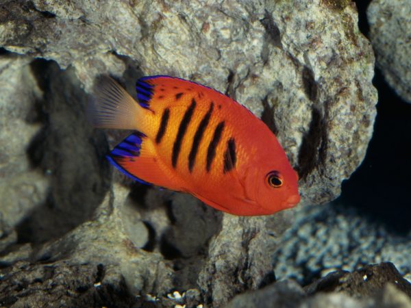 Flame Angelfish