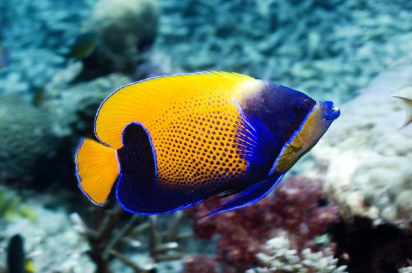 Blue Gridled Angelfish