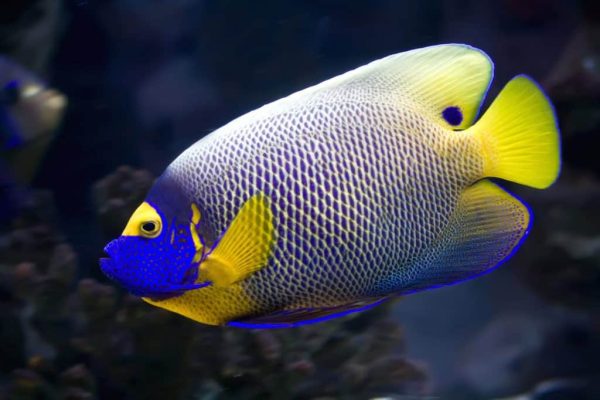 Blueface Angelfish