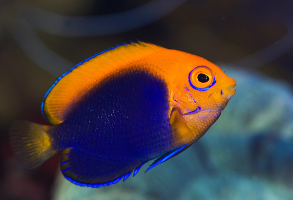 Flameback Angelfish