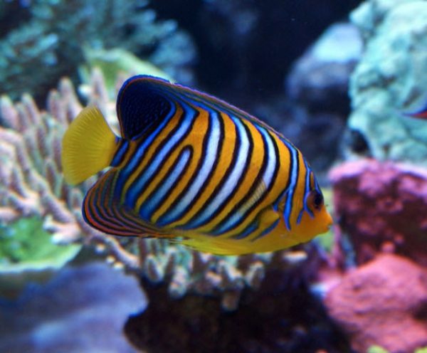 Regal Angelfish