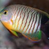 Cá Thiên Thần Sọc Lửa - Red Stripe Angelfish 2 Red Stripe Angelfish
