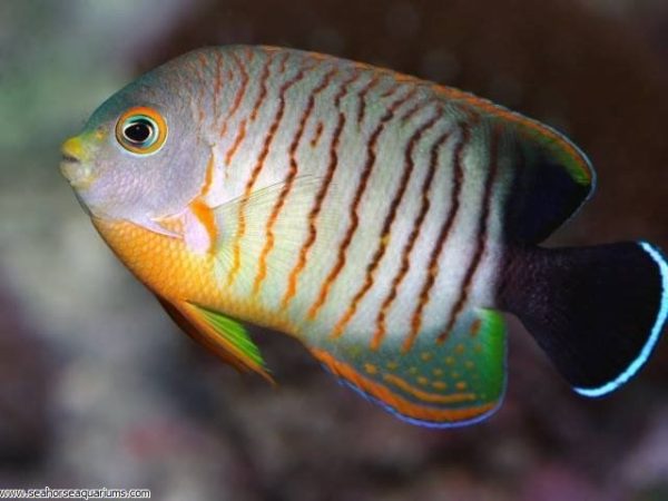 Red Stripe Angelfish