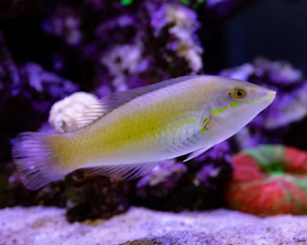 Green Wrasse