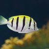Convict Tang