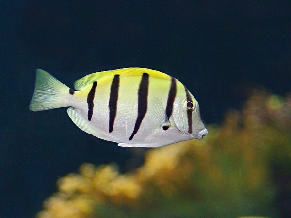 Convict Tang