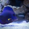 Cá Tang Tím - Purple Tang 3 Purple Tang