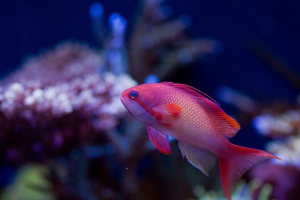 Lyretail Anthias