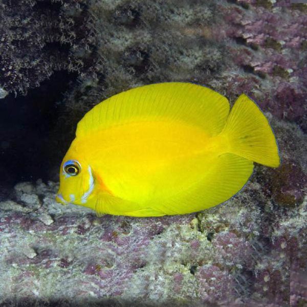 Lemon Tang