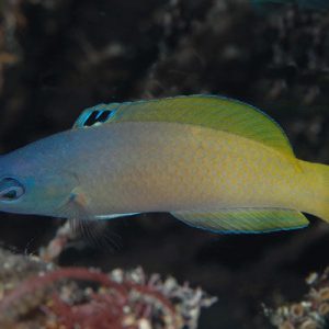 Two Tone Wrasse