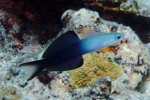 Scissortail Dartfish