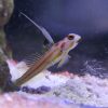 Cá Bống Tượng Tôm Trắng - Yasha White Ray Shrimp Goby 3 Yasha White Ray Shrimp Goby