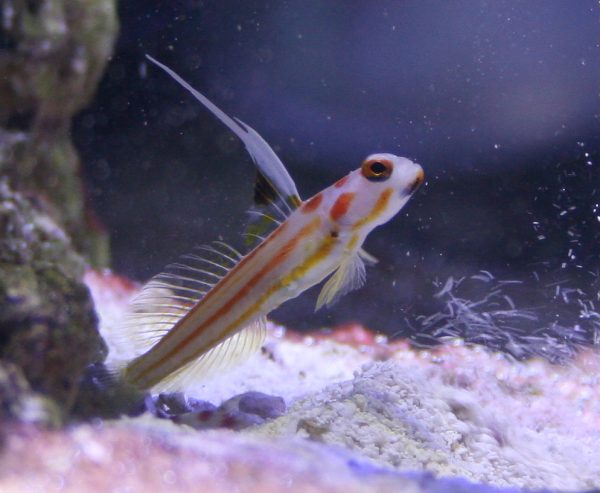 Yasha White Ray Shrimp Goby