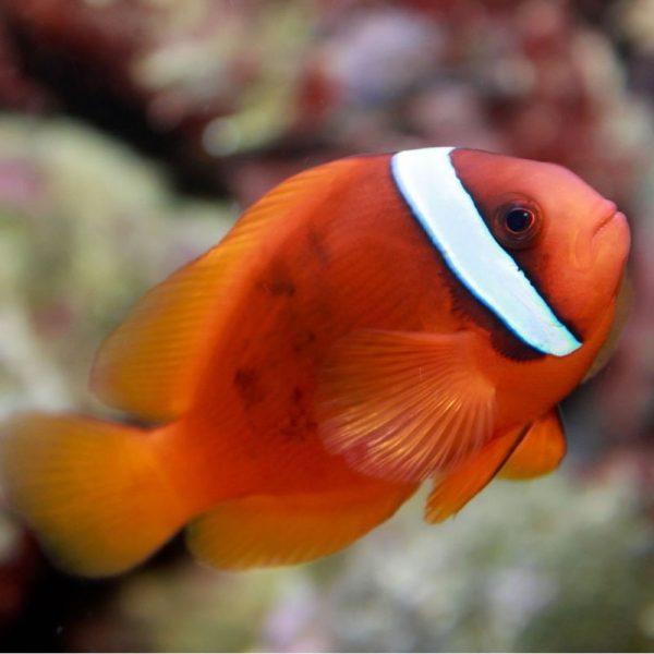 Tomato Clownfish