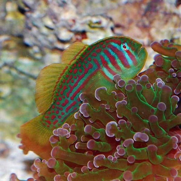 Green Clown Goby