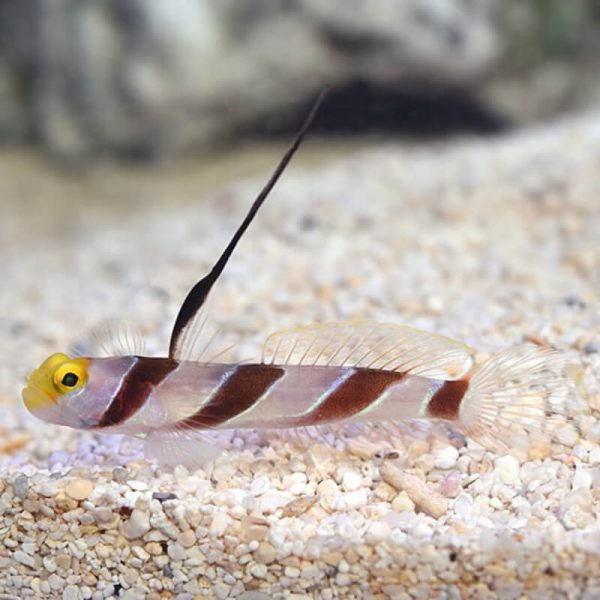 Hi Fin Red Banded Goby