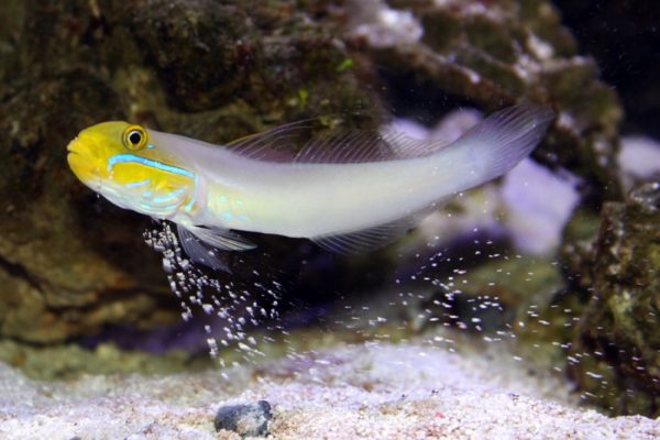 Sleeper Gold Head Goby