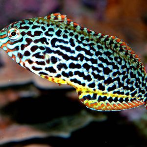 Leopard Wrasse