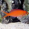 Cá Thia Hồng - Dispar Anthias 3 Anthias Dispar