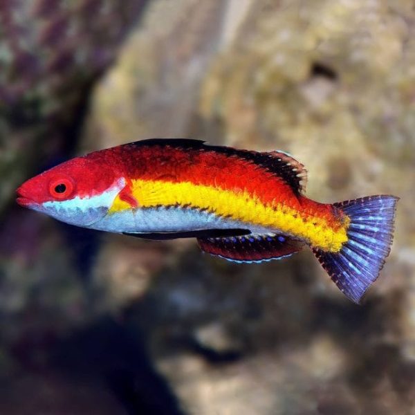 Naoko's Fairy Wrasse