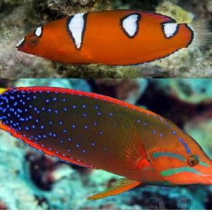 Red Coris Wrasse