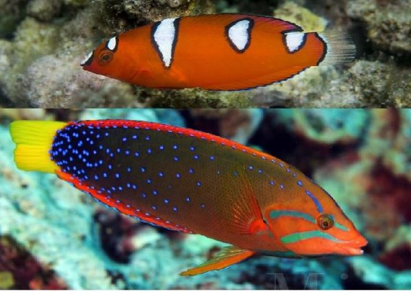 Red Coris Wrasse