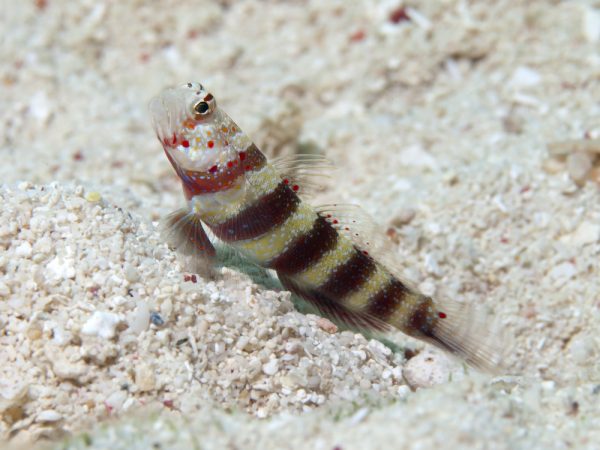 wheeler's shrimp goby