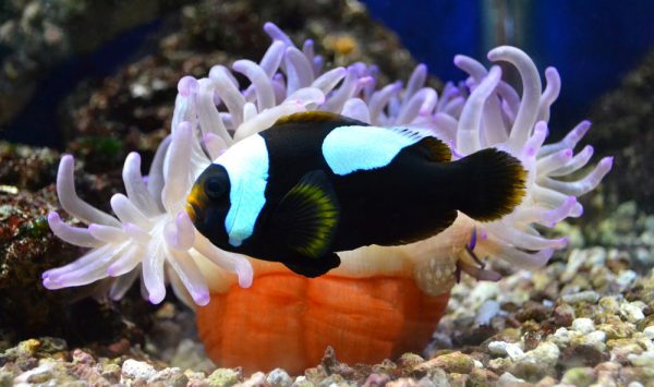 Black Saddleback Clownfish