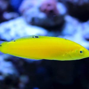 Yellow Wrasse