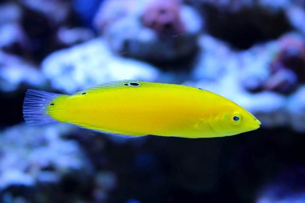 Yellow Wrasse