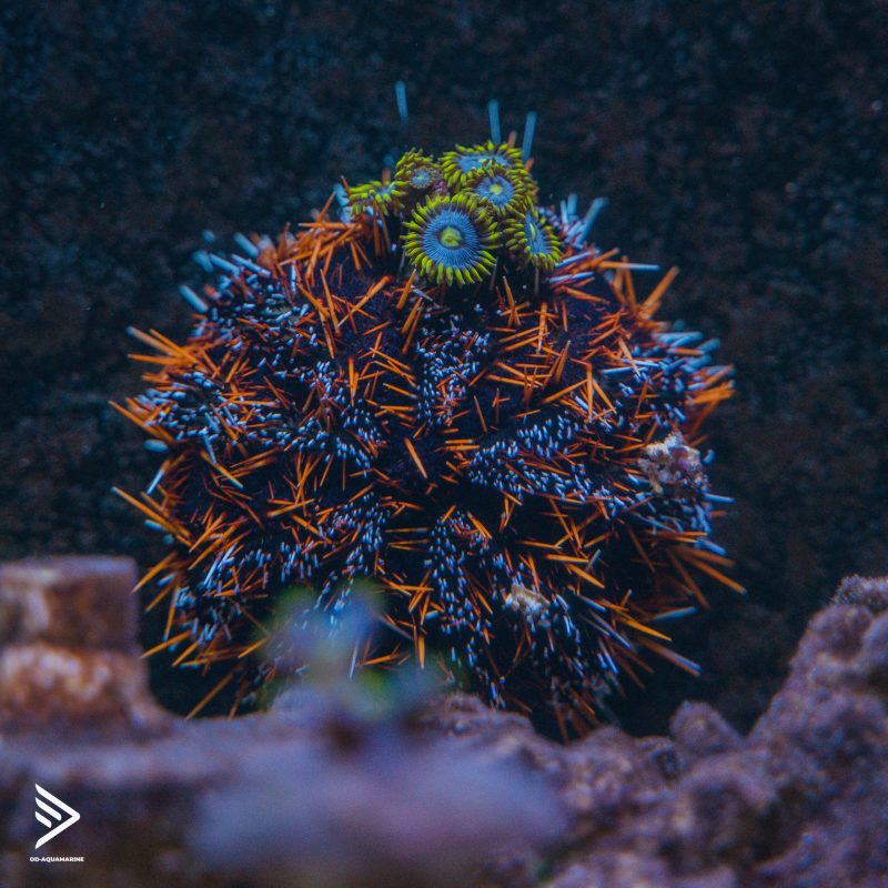 Một số câu hỏi thường gặp về PO4 trong bể cá nước mặn và cách xử lý 1 Giảm nồng độ Po4 trong bể cá biển