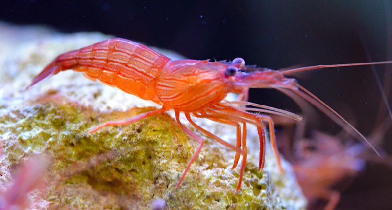 Aiptasia là gì? Aiptasia có lợi hay có hại trong bể nước mặn? Cách xử lý triệt để Aiptasia 3 Tom bac ha OD Aqua