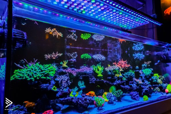 Những thông số quan trọng trong bể cá nước mặn 8 Bể OD