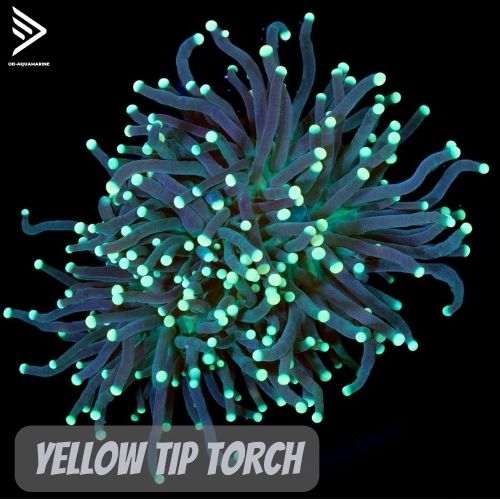 Các loại san hô trong bể cá nước mặn (Soft, SPS, LPS) 24 Coral OD 12