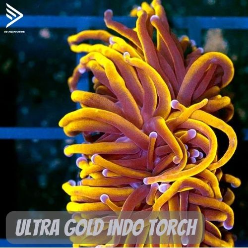 Các loại san hô trong bể cá nước mặn (Soft, SPS, LPS) 17 Coral OD 5