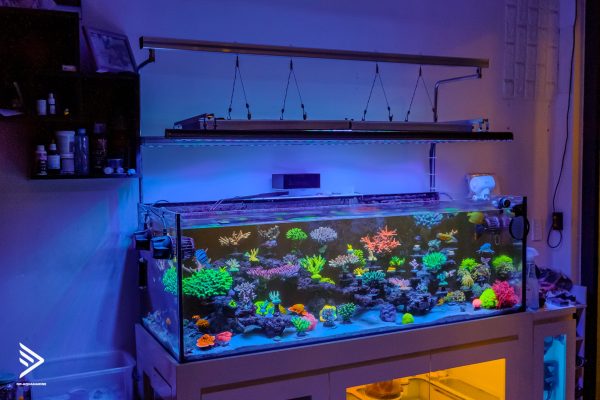 Tuần 1: Lựa chọn một chiếc bể cá như thế nào? Cần chuẩn bị những gì để xây dựng chiếc bể mà bạn mong muốn? 5 DSCF0054 2 min