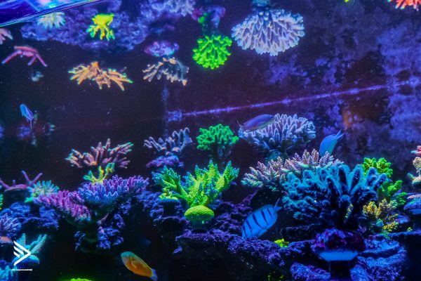 Các loại san hô trong bể cá nước mặn (Soft, SPS, LPS) 6 OD Coral