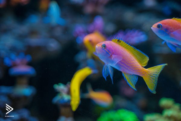 Tuần 2: Các loại và kiểu dáng của bể cá nước mặn 4 Các loại bể cá cảnh nước mặn