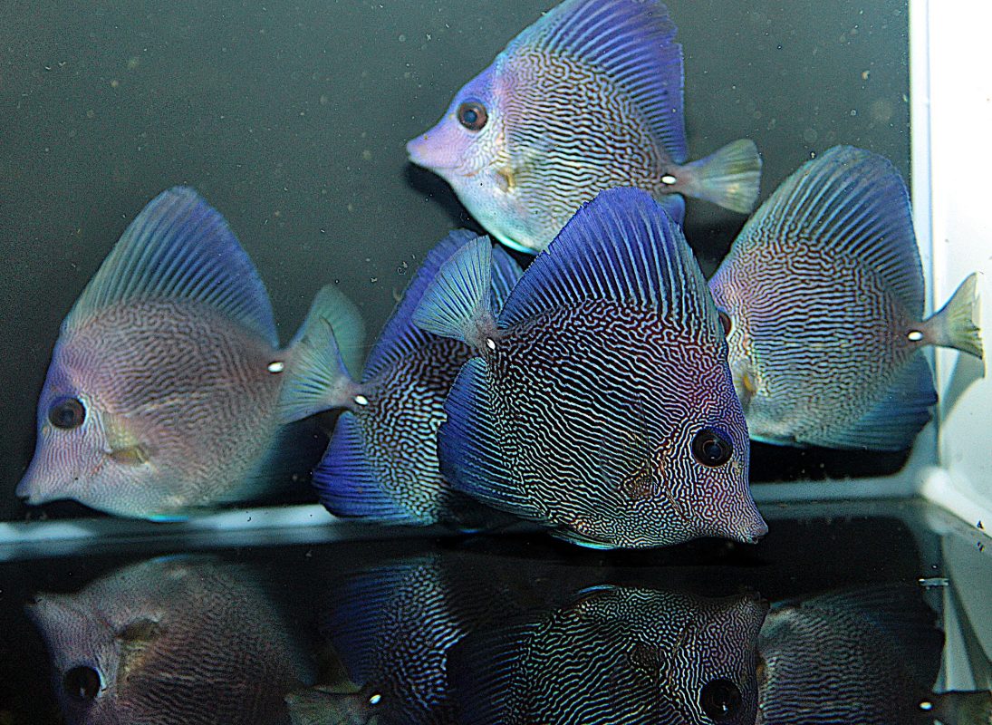Hybrid Tang : Một dòng Tang Đột biến mới ! 8 surge-marine-life-hybrid-tang